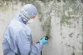 Best Attic Mold Removal  in Fresno, TX